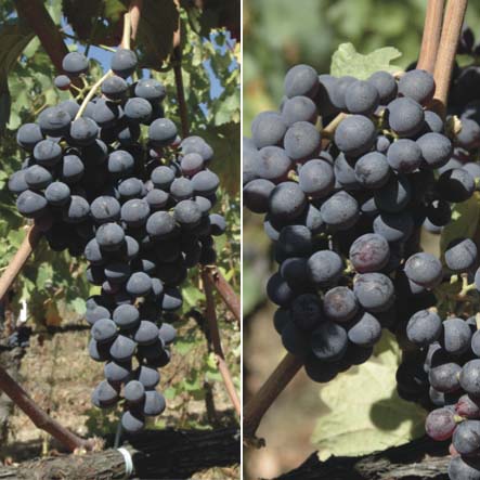 Caiño-bravo-y-brancellao
