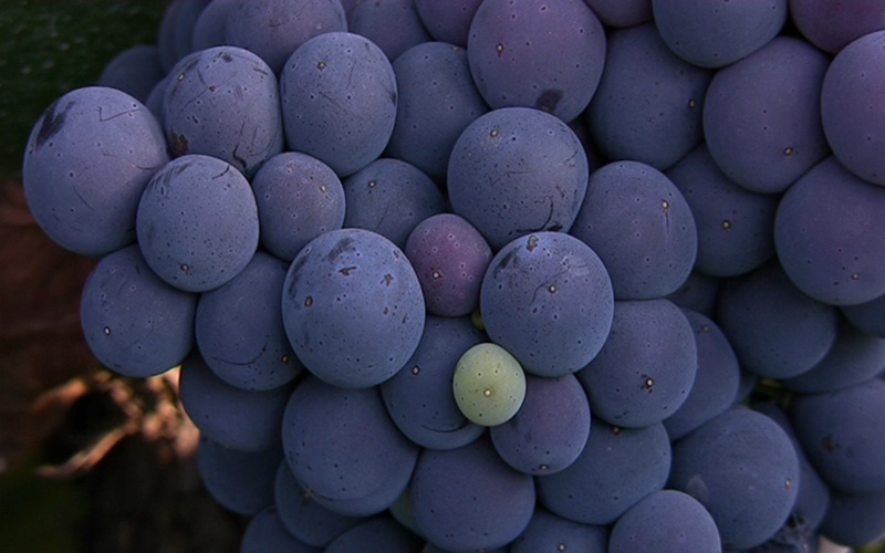 uva bobal resveratrol vino do utiel requena
