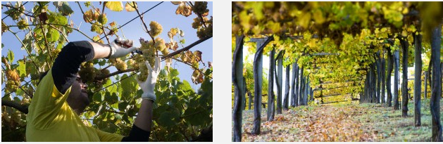 poda-albariño-martin-codax