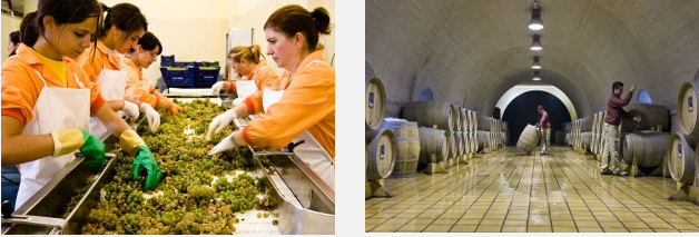 seleccion-uvas-mar-de-frades