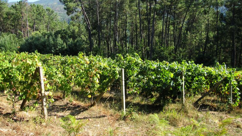 Viñedo en espaldera