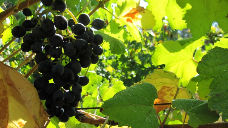 Racimo de brancellao maduro