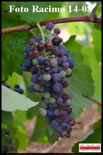Foto Racimo 14-08