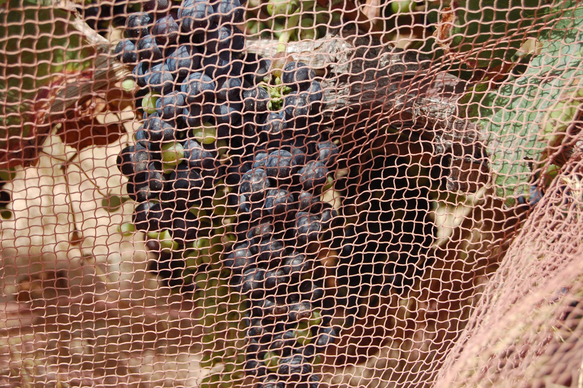 Shiraz