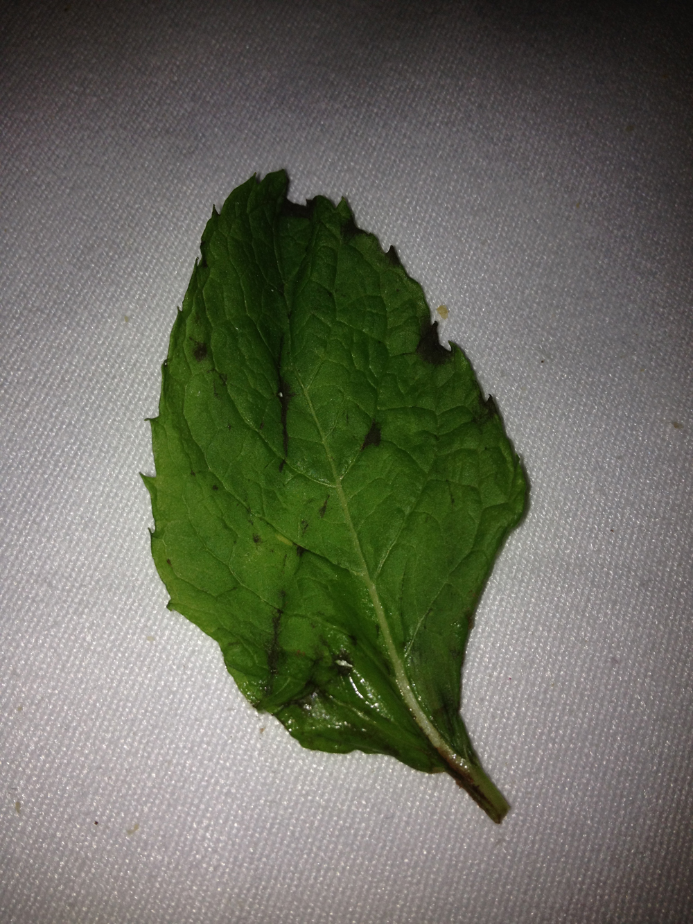 Hoja decorativa