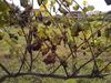 Mildiu-albariño_thumb