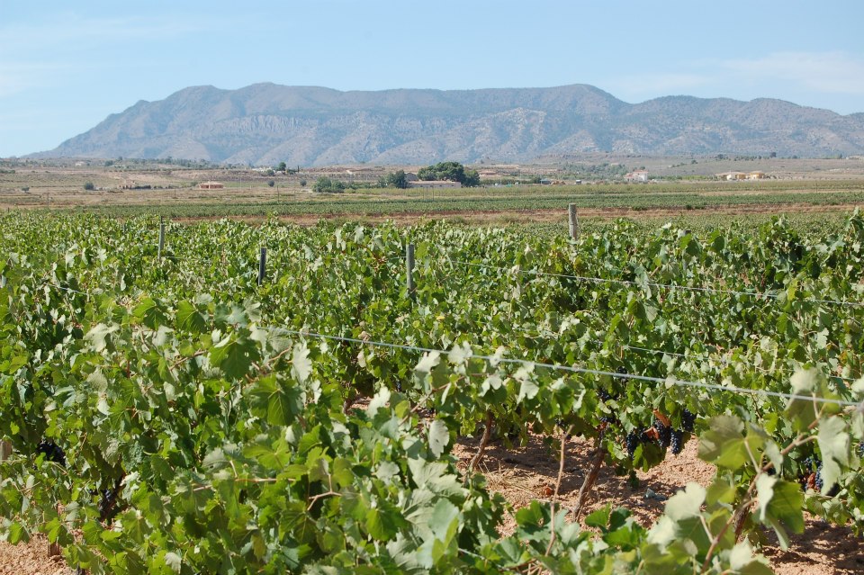 El viñedo, con la sierra del Carche al fondo