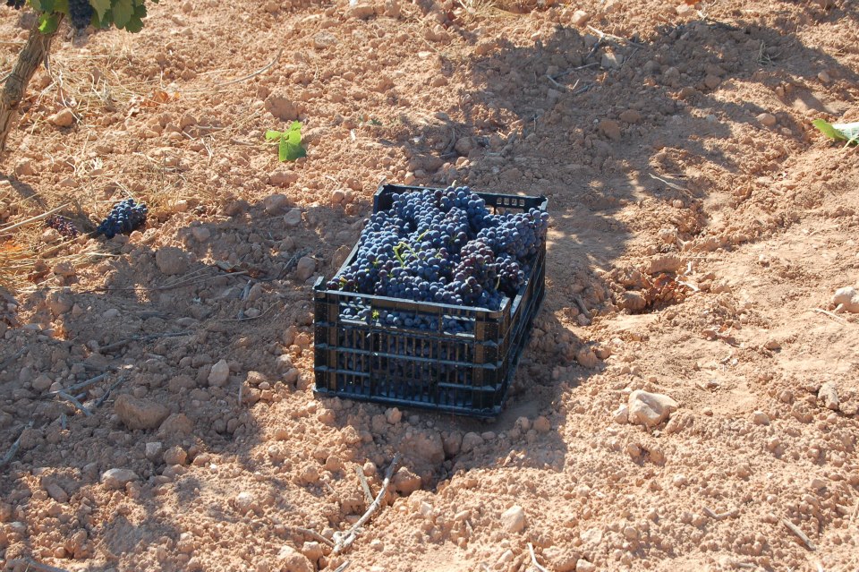 Caja de 10kg para la vendimia, la uva tremendamente sana