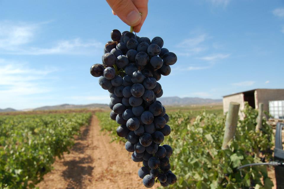Un racimo de shiraz