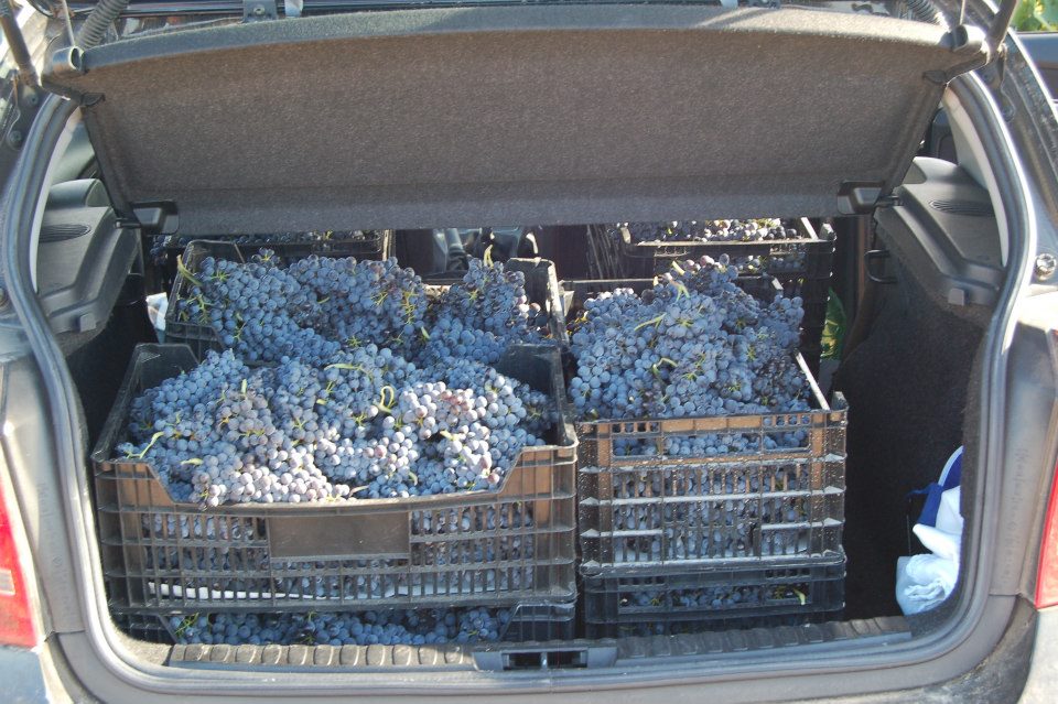 La cosecha, 10 cajas, unos 90kg