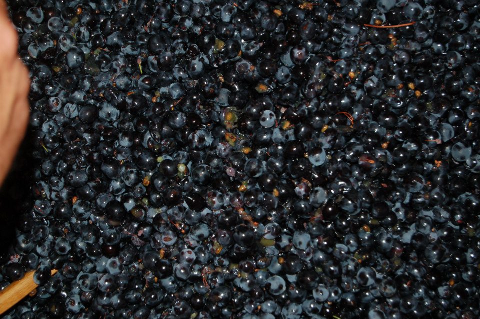 Uvas despalilladas, alto % de grano entero