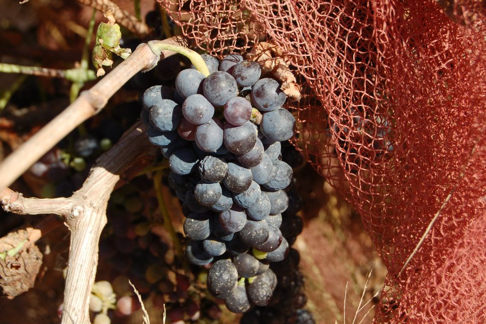Shiraz protegida por red