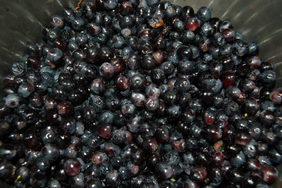 shiraz