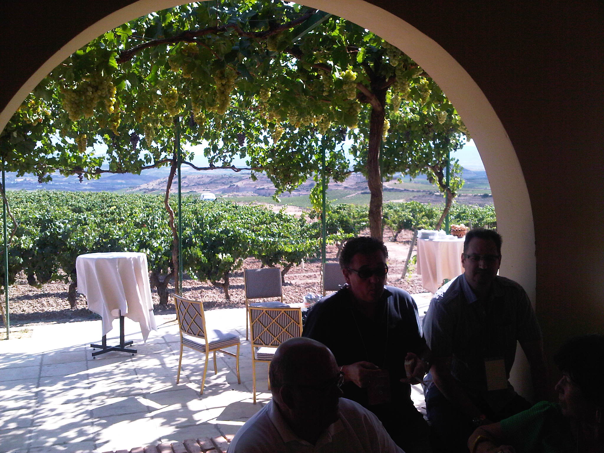 Hotel Marqués de Riscal. Vñedos.