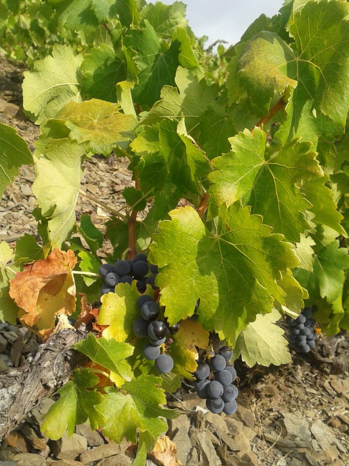 Garnacha de 120 años, a punto de recoger.