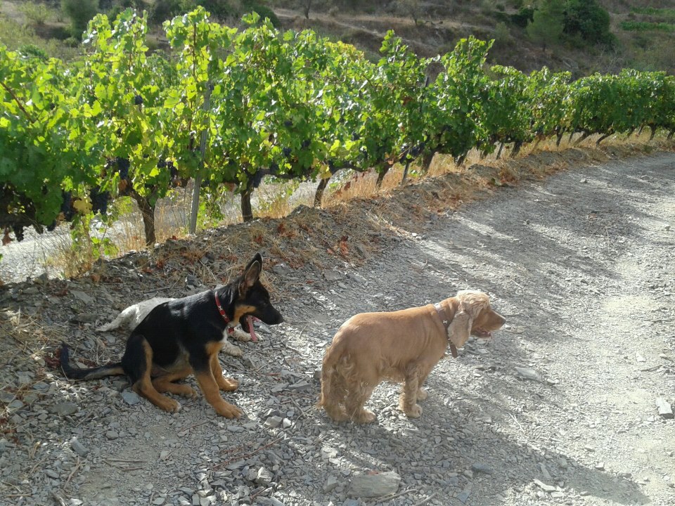 Mis perros me apoyan anímicamente, pero no se mueven mucho del llano.