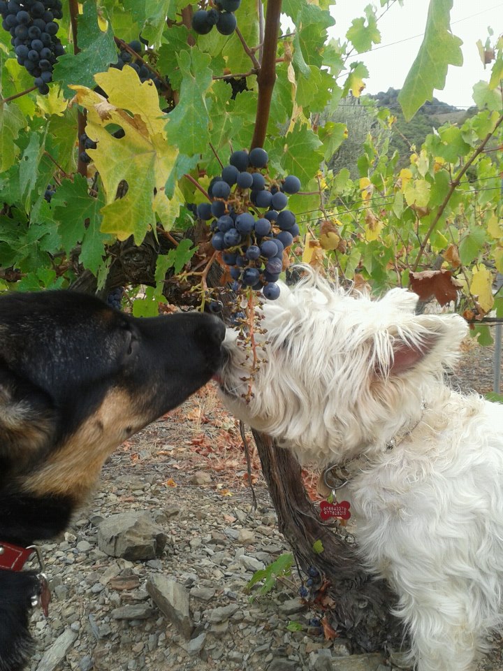 Comen más que yo recojo, son unos come uvas.