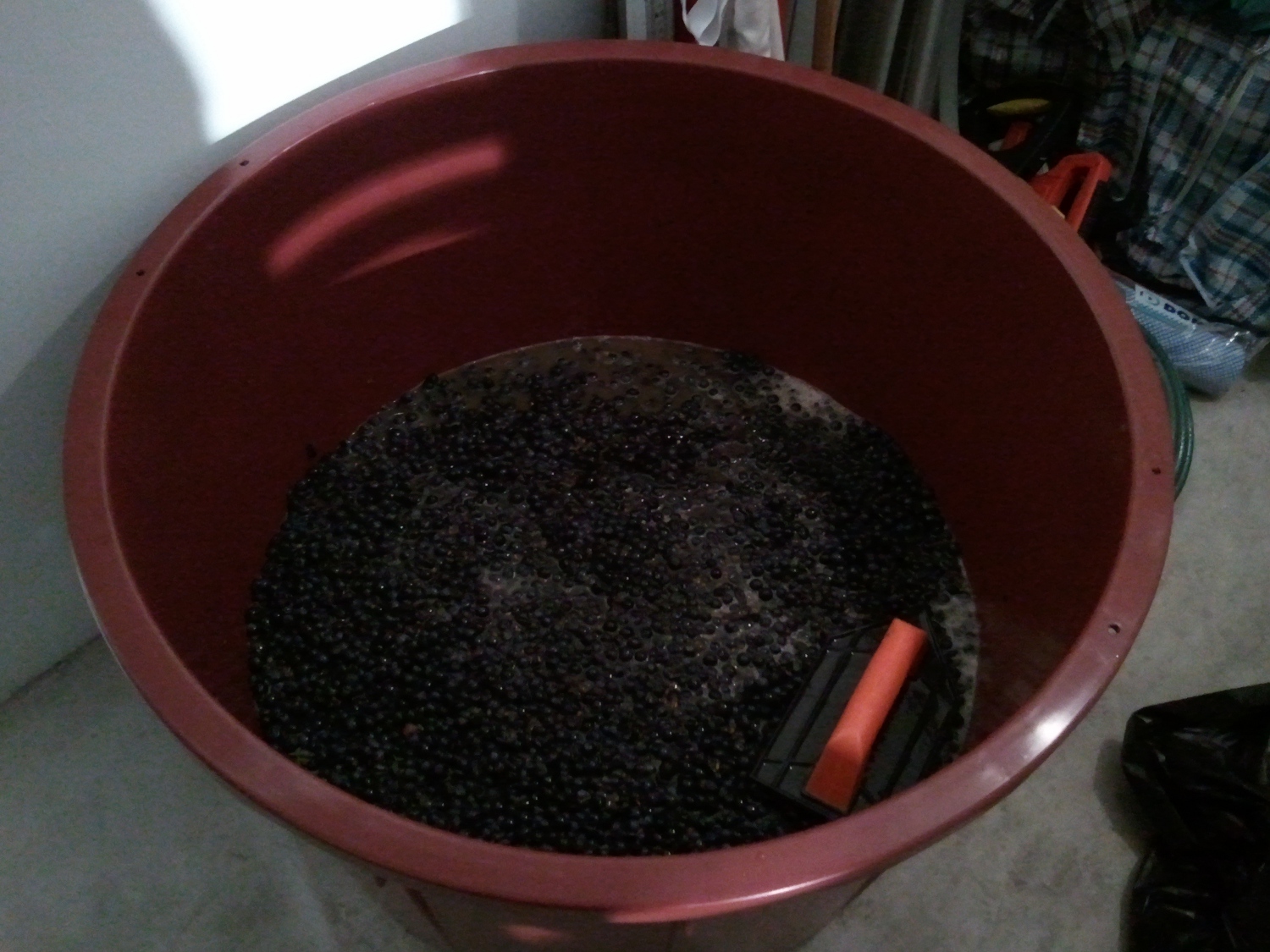 Primeras uvas despalilladas.
