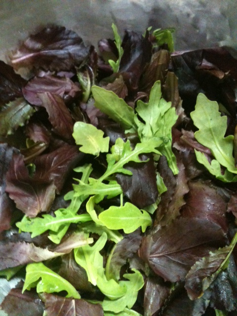 Lechugas Red Oak y Arugula para la guarnición. Seleccionamos lechugas no muy amargas, y que no fueran muy acuosas. Solo se aliñaron con un poco de buen aceite, ralladura de limón, y sal.