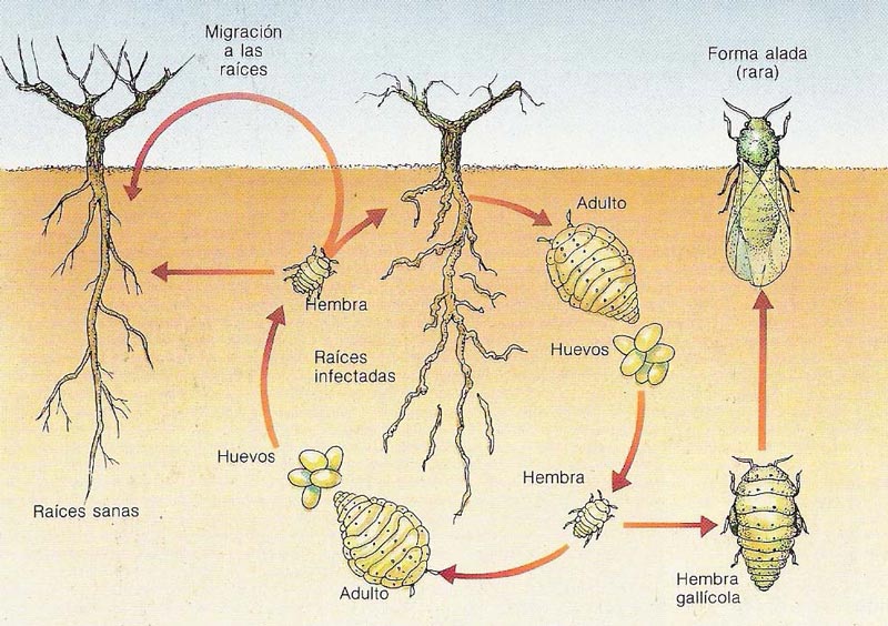 CICLO DE LA FILOXERA
