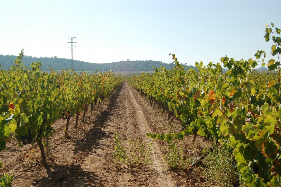 Monastrell ecológica en espaldera