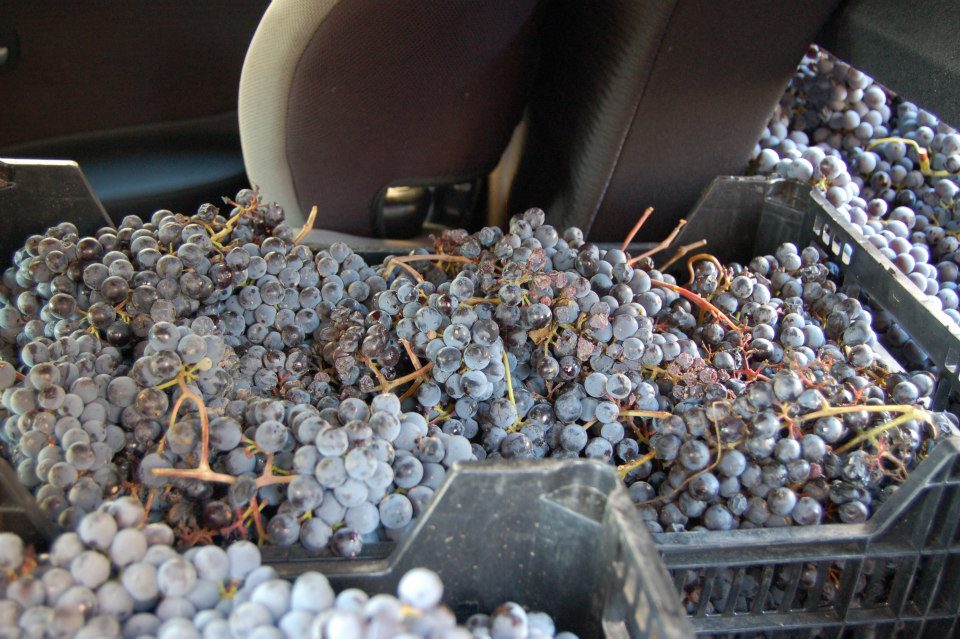pV en el centro, rodeada de monastrell