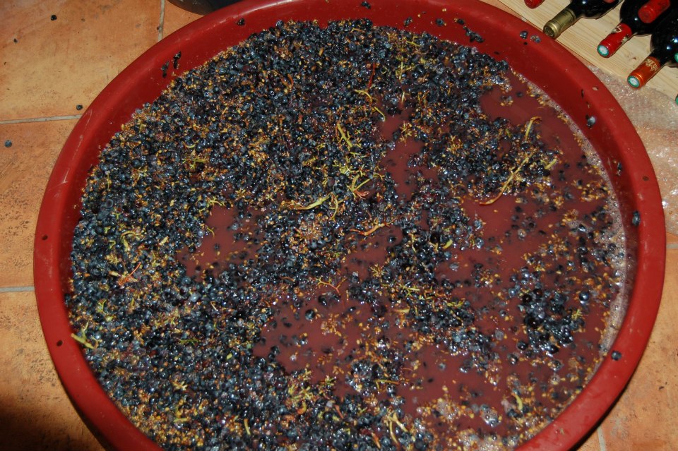 Uva pisada, ahora tocan 4 horas de sacar los raspones