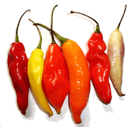 Los hay de varios tipos. Los más conocidos tal vez sean los jalapeños y los habaneros 8-)