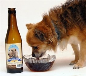 Kwispelbier