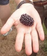 moras en Asturias