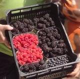 moras y frambuesas en Asturias