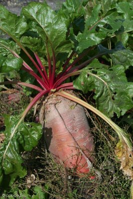 Remolacha azucarera (Beta vulgaris)