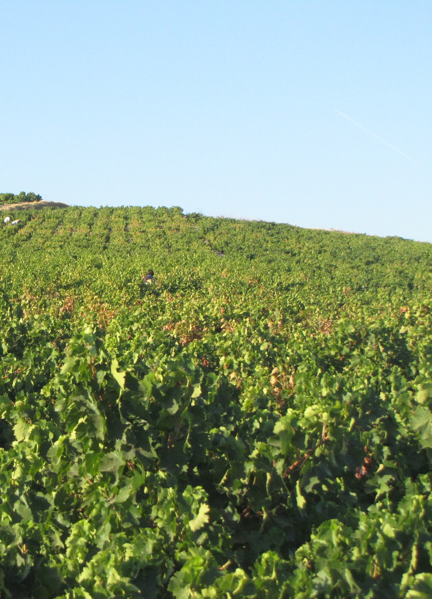Montilla-moriles-do