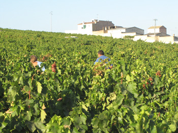 bodegas robles montilla moriles