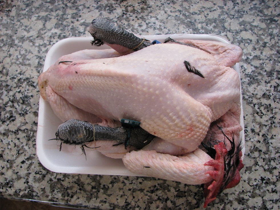 Mola el bicho, eh?