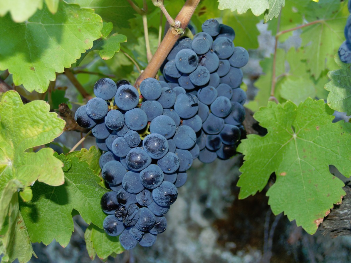 Uva rufete