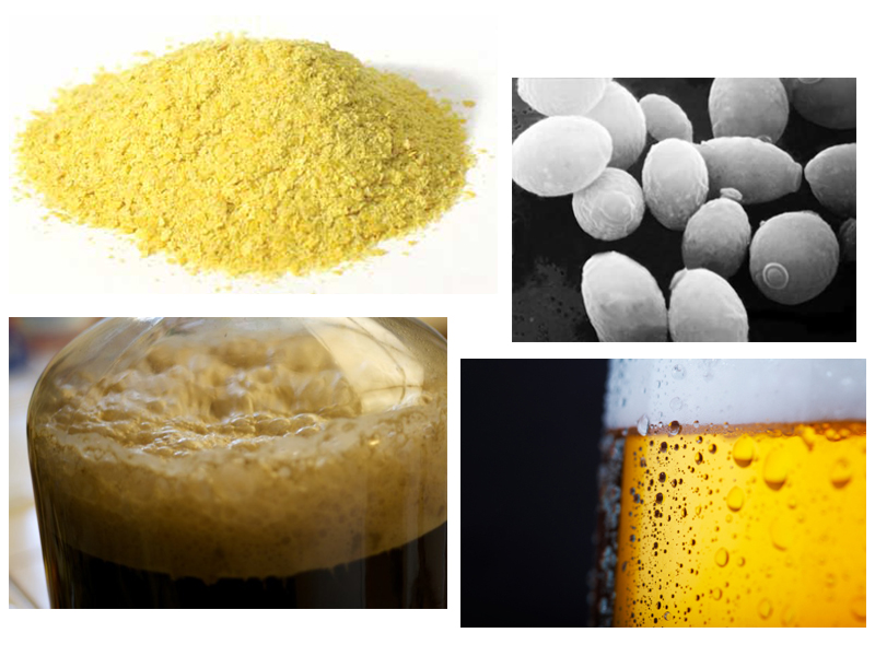 Levaduras de cerveza y fermentación