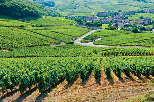 Terroir