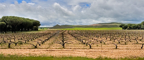 Viñas Cruz de Alba