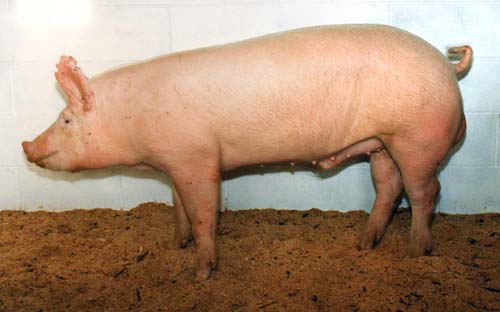 CERDO CARACTERISTICAS cerdo caracteristicas: