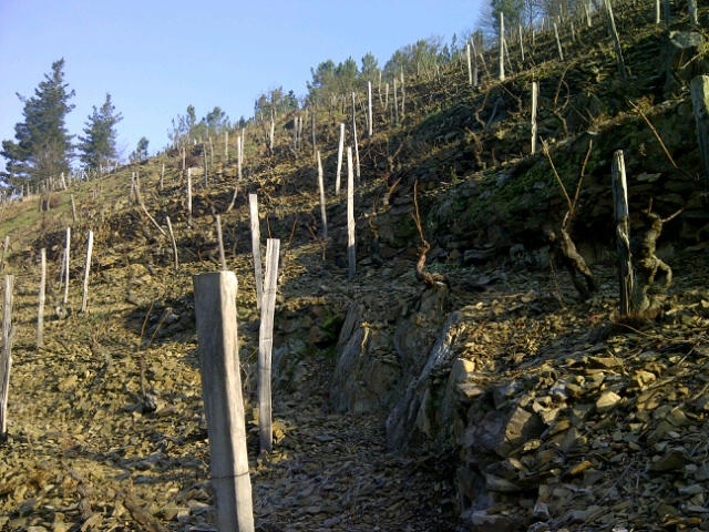 Viñedo La Zorrina