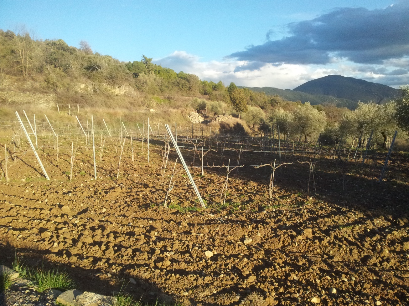 Viñedo