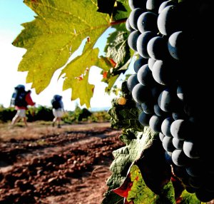 Uva Rioja Alavesa