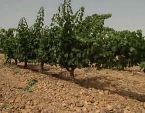 Viñedo en Rueda de la bodega Marqués de Riscal vinos DO Rueda