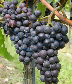 Pinot Noir en Pfalz