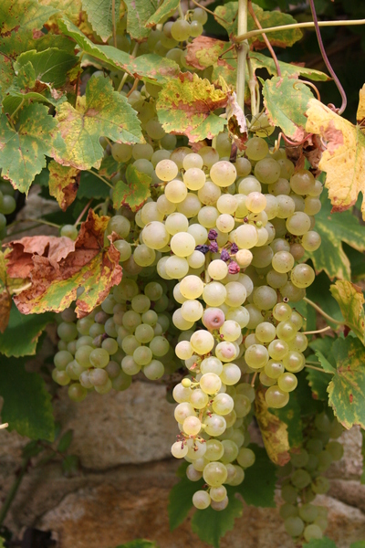 Uva blanca Pfalz
