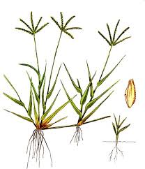 Grama (Cynodon dactylon)