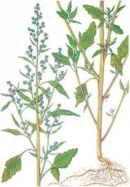 Cenizo (Chenopodium album)