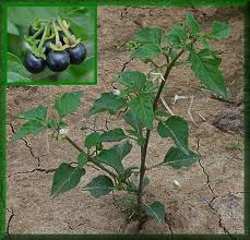 Solanum nigrum