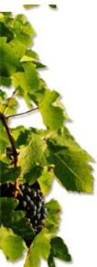 vitis